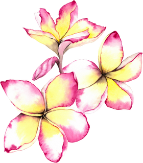 Watercolor Pink and Yellow Plumeria Flowers